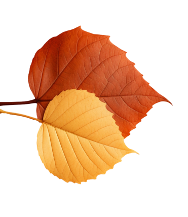 Assortment colorful dry fall leaves (1)